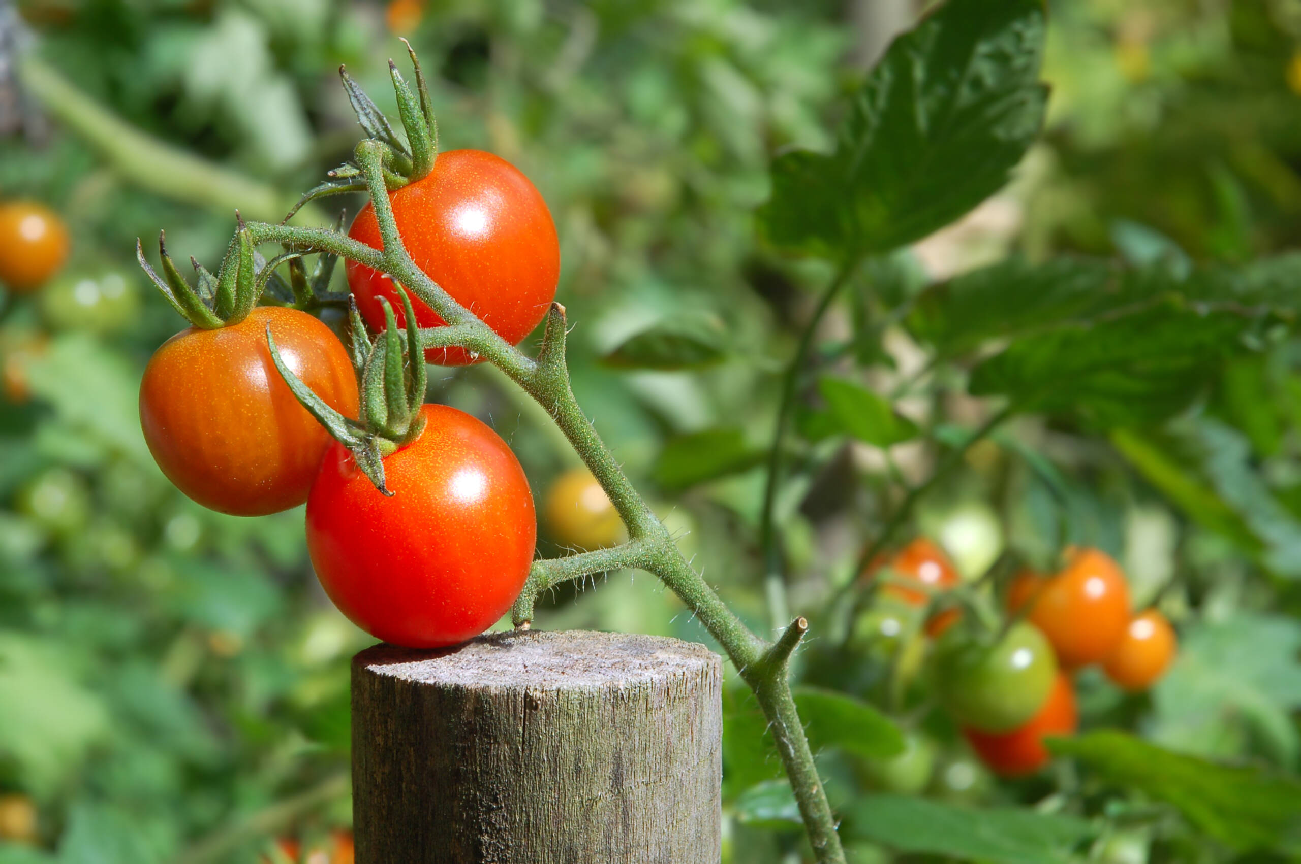 ripening tomatoes