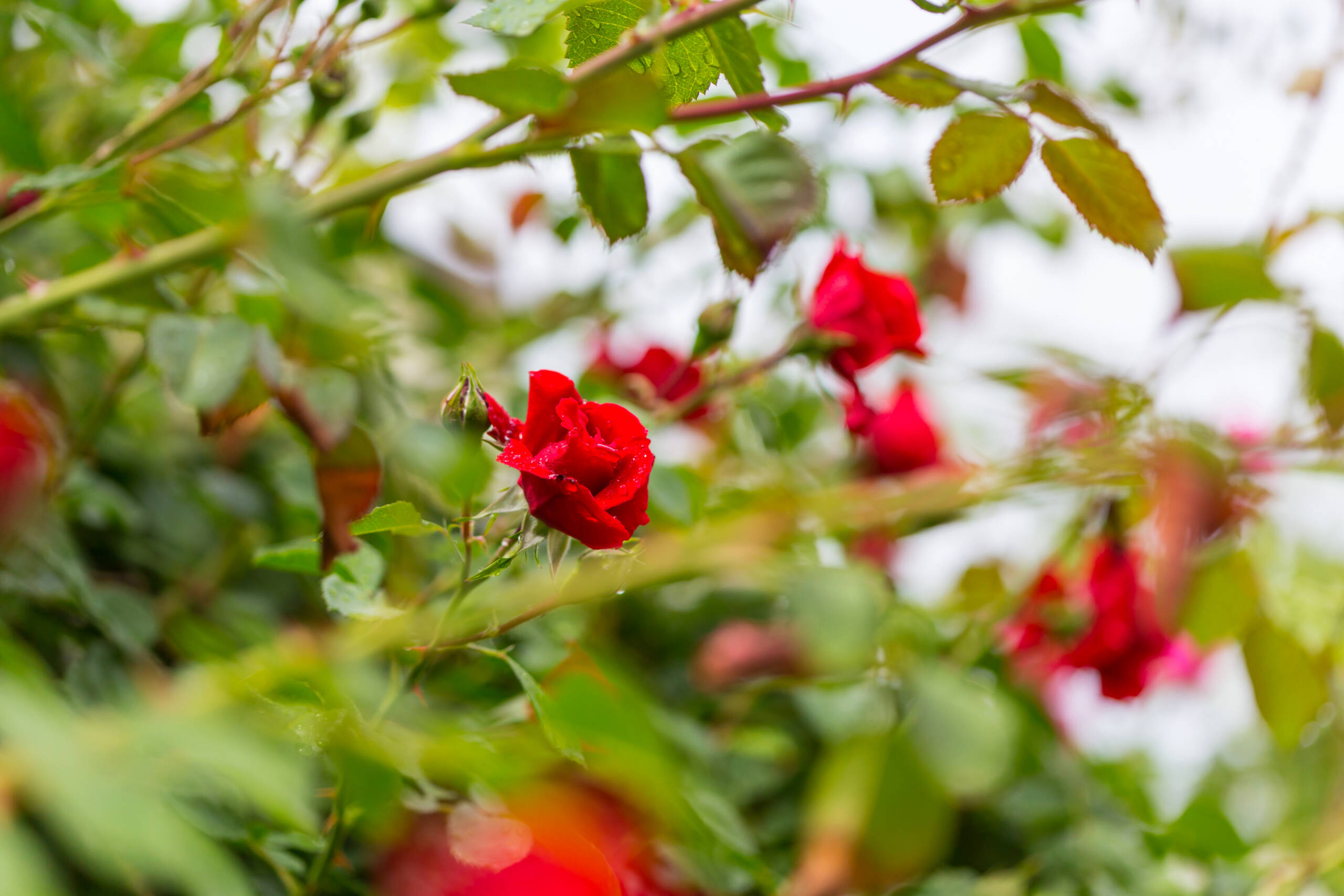 rose