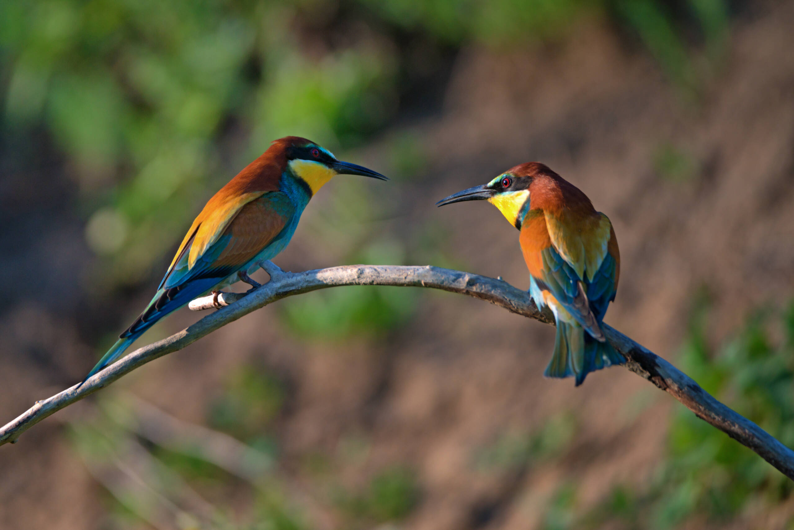 exotic tropical birds