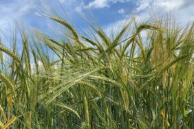 trakya tarımsal araştırma enstitüsünce geliştirilen yeni a