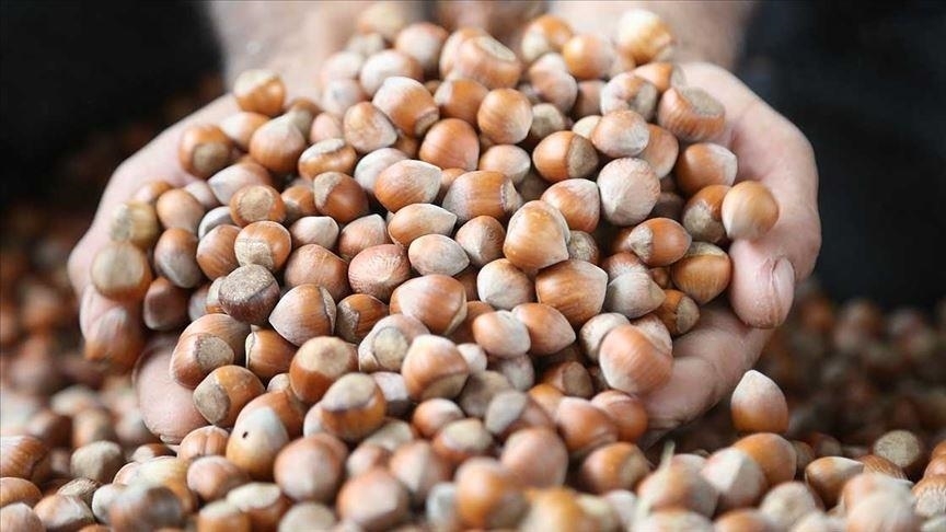 fındık2