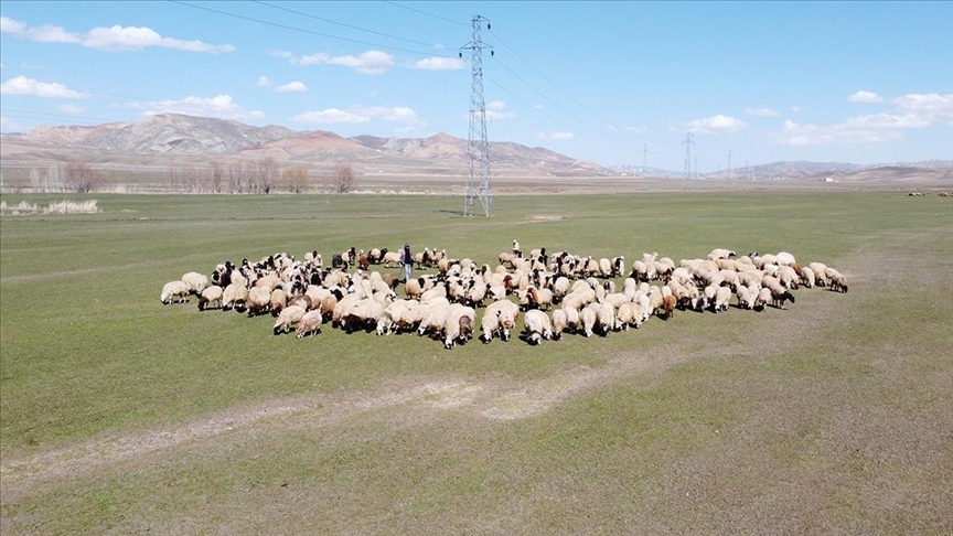 sözleşmeli besicilik